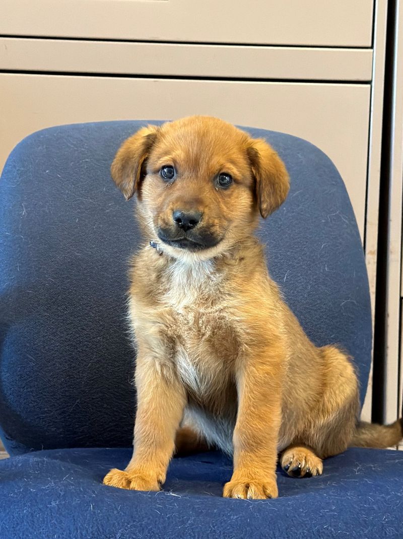Animatch Shake – Animatch.ca Dog Adoption