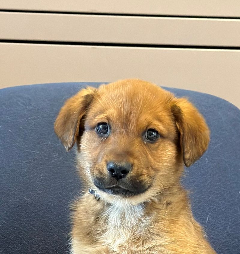 Shake Lab-x Available for Adoption Animatch