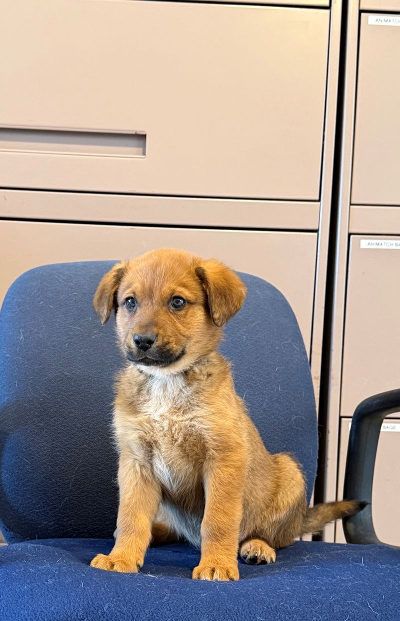 Animatch Shake – Animatch.ca Dog Adoption