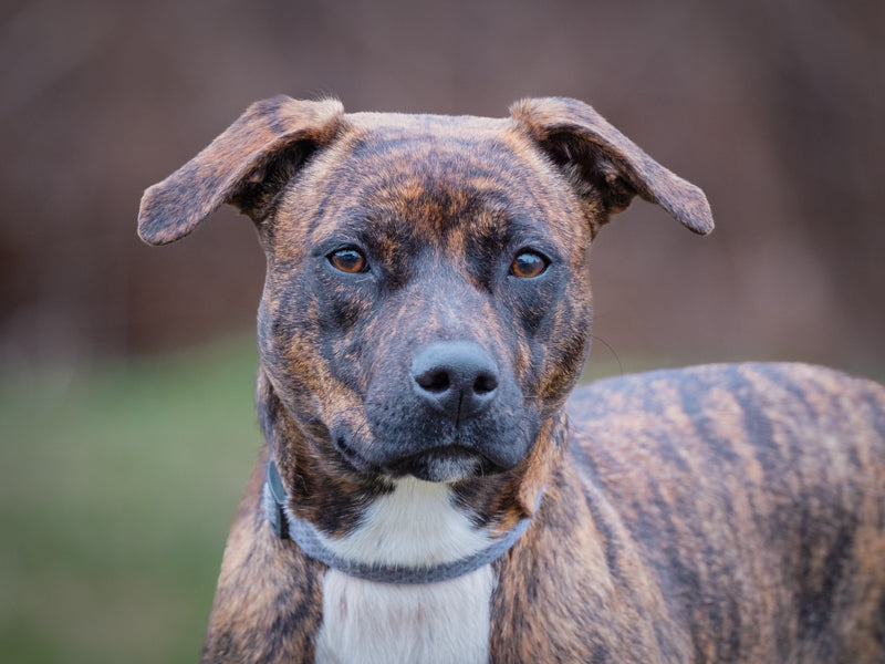 Shakti One-of-a-kind from Hawaii Available for Adoption Animatch