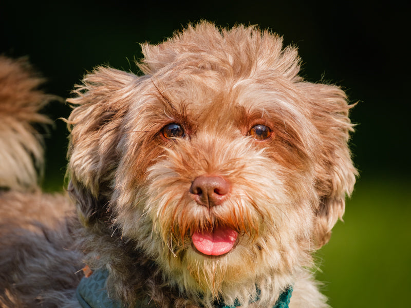 Shasta Havanese-x Adopted Animatch