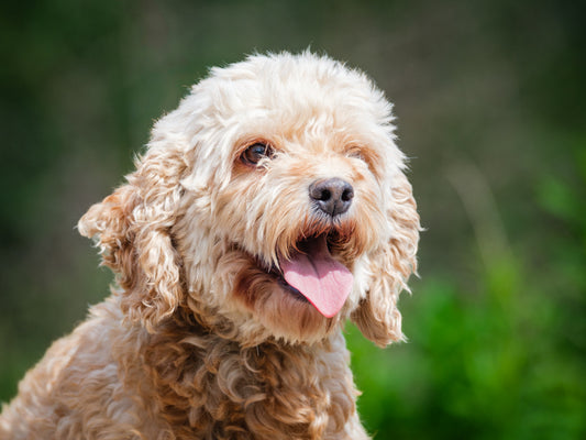 Shelby (25096) a Cockapoo Adopté on 30 June 2025