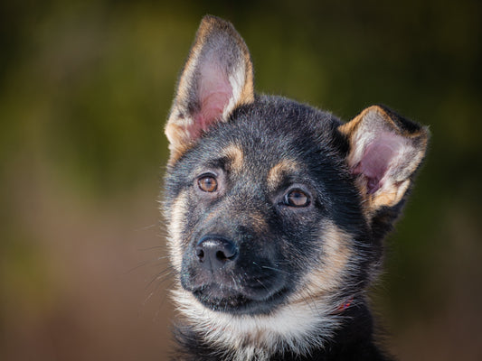 Shirley (25014) a Berger allemand Adopté on  9 March 2025