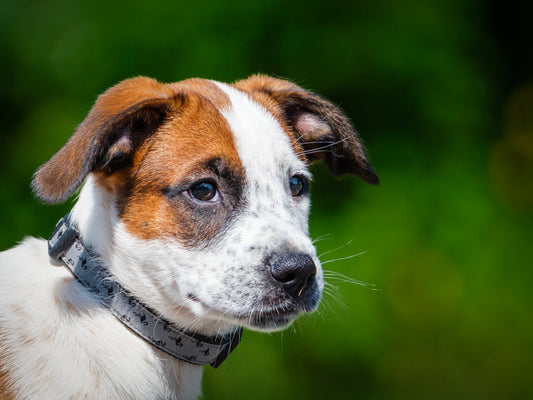Shirley (26173) a Boxer x Shepherd Adopté on 23 August 2026