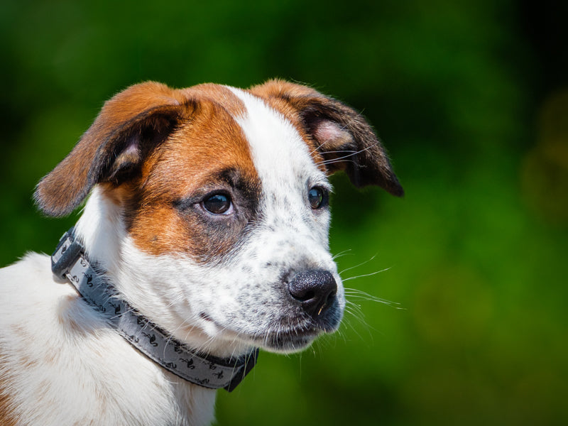 Shirley Boxer x Shepherd Adopted Animatch