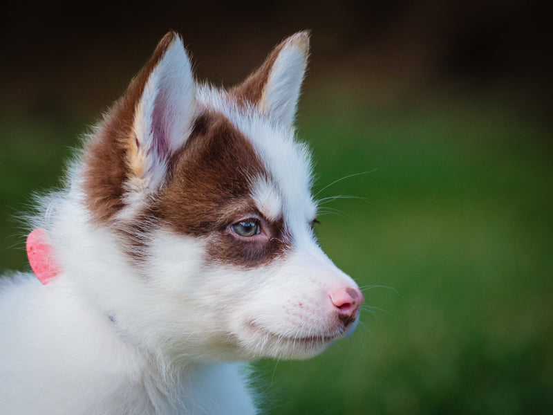 Shiseido Husky-x Adopted Animatch