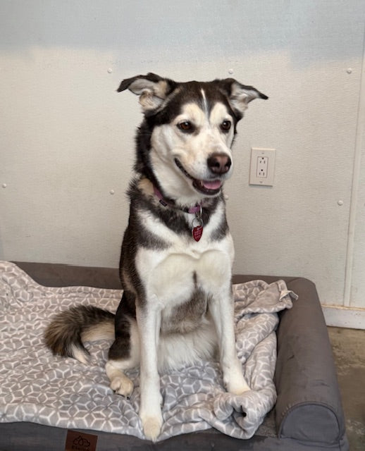 Siku Husky-x Disponible pour adoption Animatch