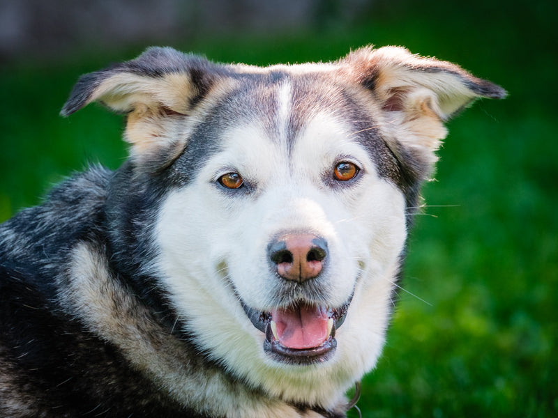 Siku Husky-x Available for Adoption Animatch