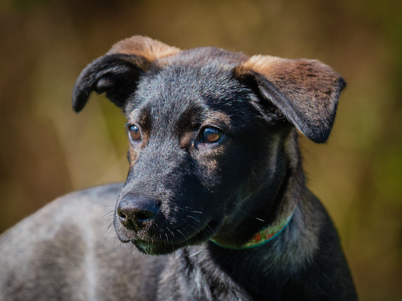 Simon Labrador-x Disponible pour adoption Animatch