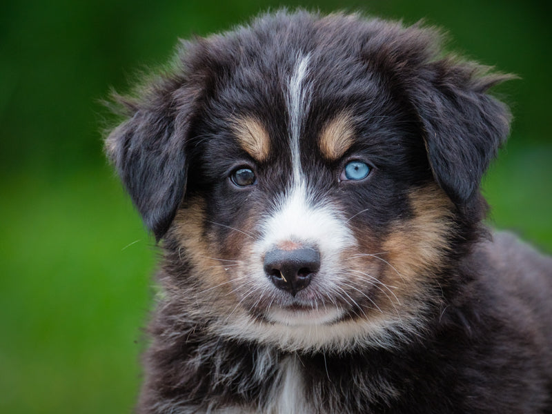 Sir Floofington Bernese-x Adopted Animatch