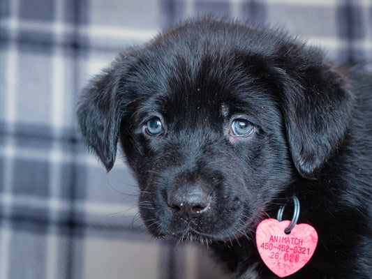 Sirius (26028) a Labrador-x Adopté on 21 March 2026