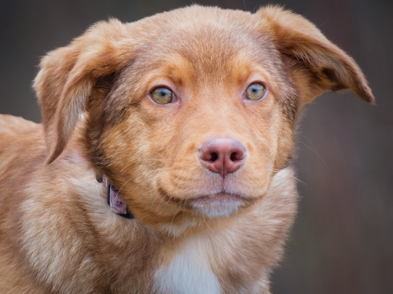 Skechers Border Collie-x Available for Adoption Animatch