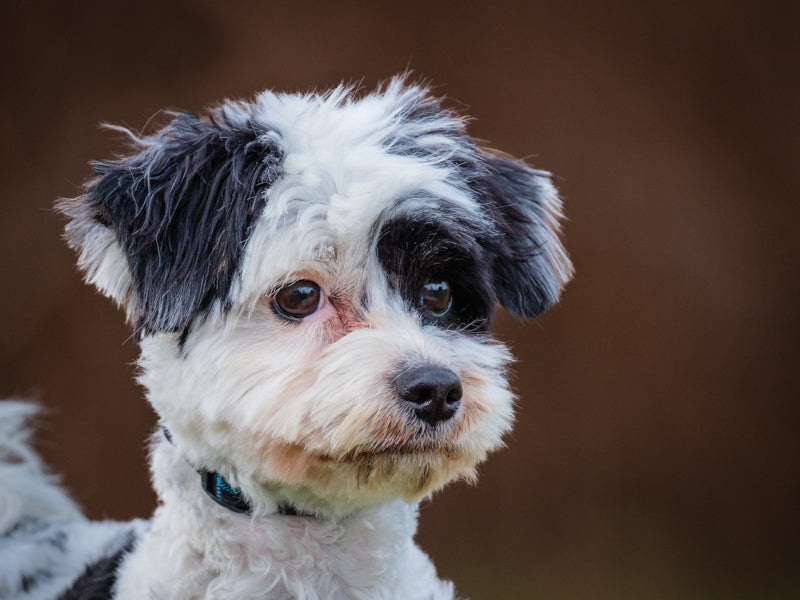 Skylee Shih Tzu-x Available for Adoption Animatch