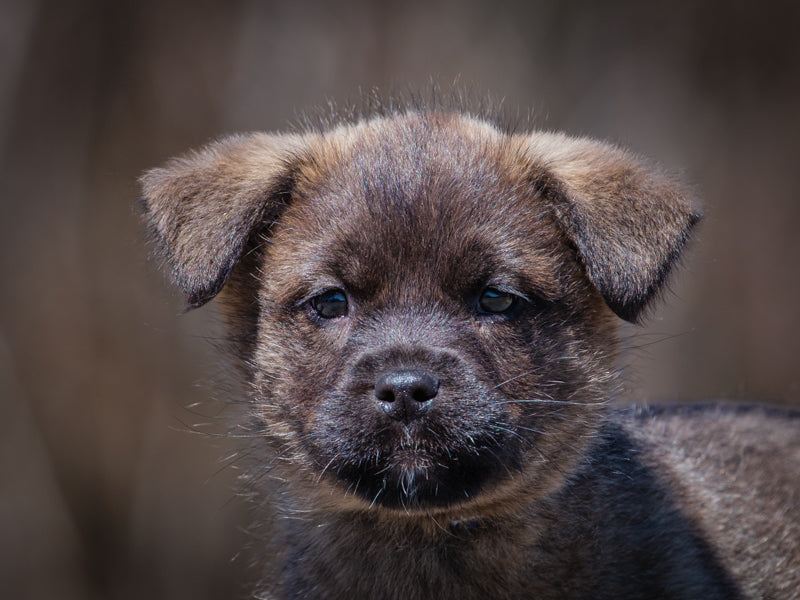 Snickers Lab x Shepherd Available for Adoption Animatch