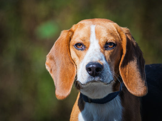 Sniff Beagle Available for Adoption Animatch