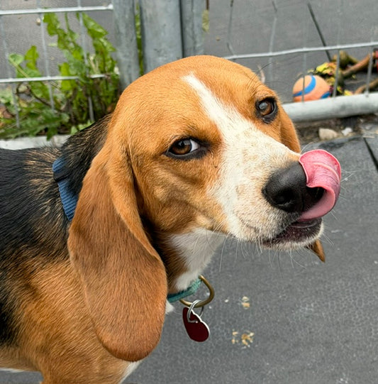 Renifler -  available for adoption at Animatch