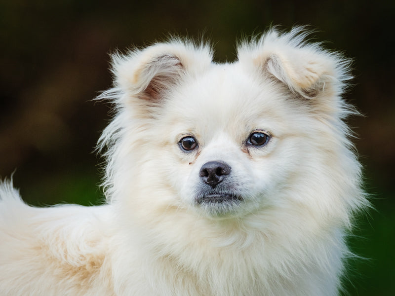 Snowy Pomeranian-x Available for Adoption Animatch