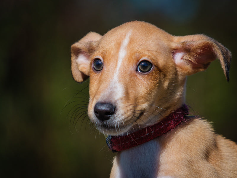 Sonata Sheltie-x Adopted Animatch