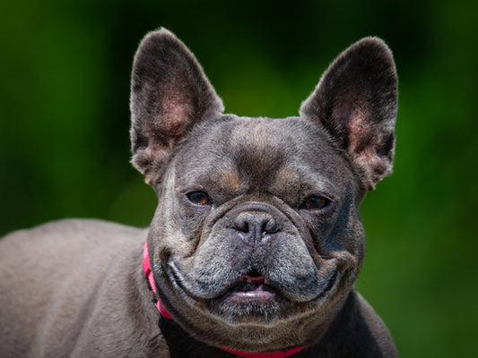 Sophie (26044) a Bouledogue français Adopté on  3 August 2026