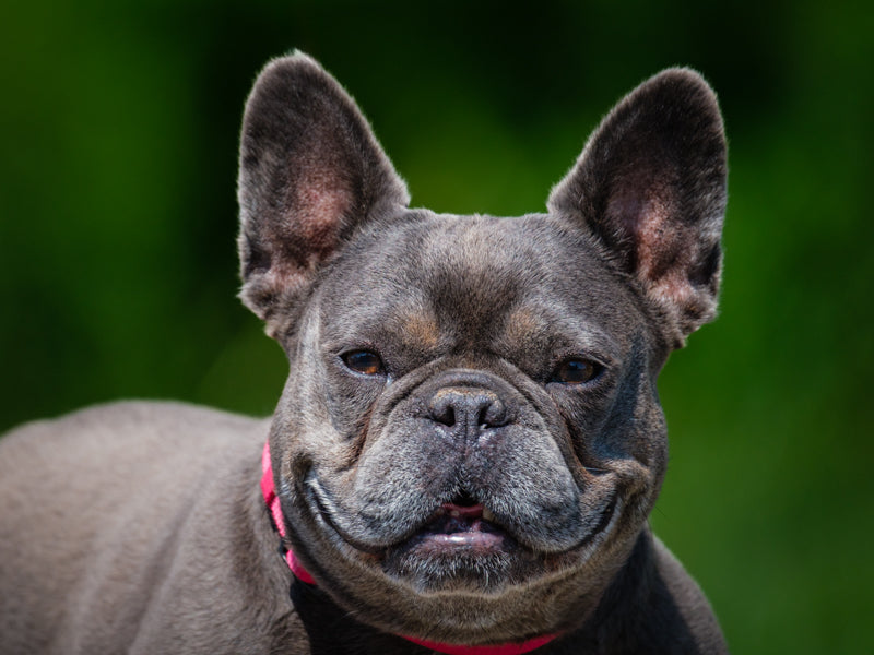 Sophie French Bulldog Available for Adoption Animatch