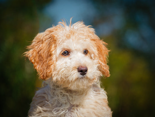 Sophie (25158) a Cockapoo Adopté on 27 September 2025