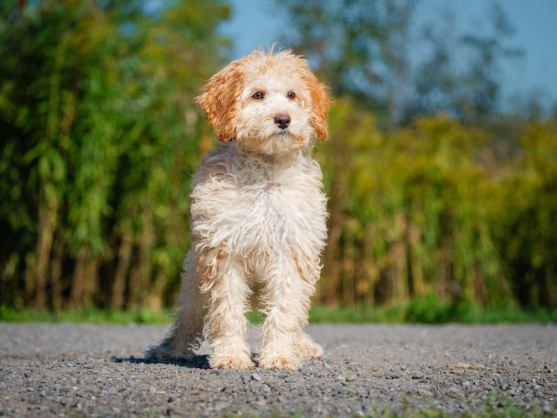 Animatch Sophie – Animatch.ca Dog Adoption