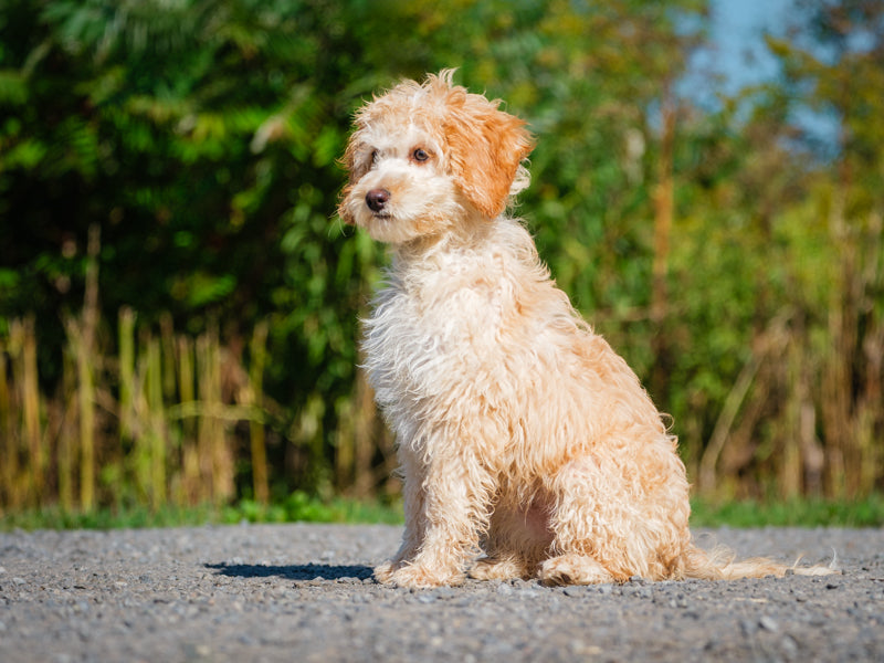 Animatch Sophie – Animatch.ca Dog Adoption