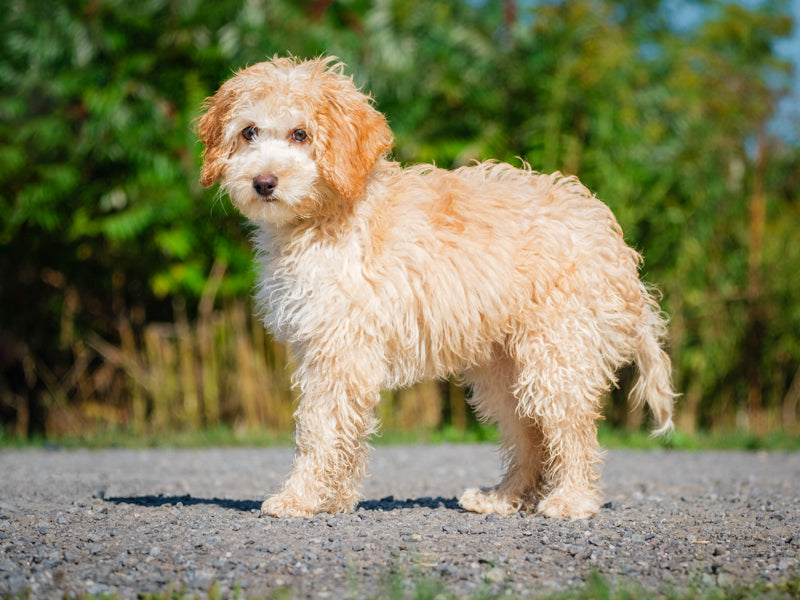 Animatch Sophie – Animatch.ca Dog Adoption