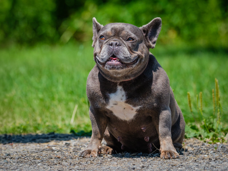    Animatch