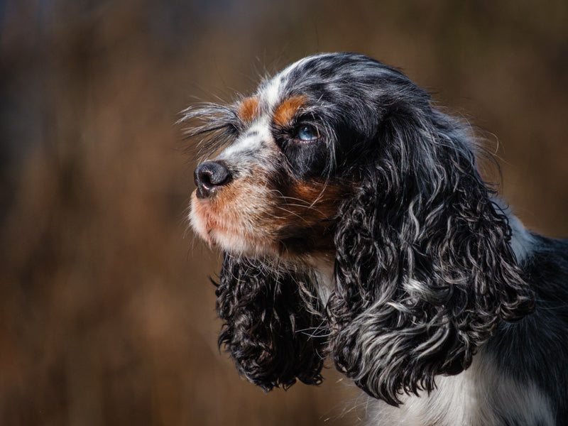 Sourcil Cocker Spaniel Adopted Animatch