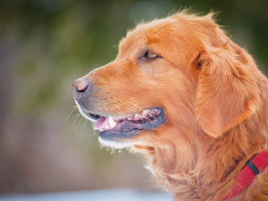 Space (25034) a Golden Retriever Adopté on 16 April 2025