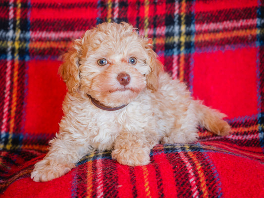 Spanky (24298) a Caniche Adopté on 21 January 2025