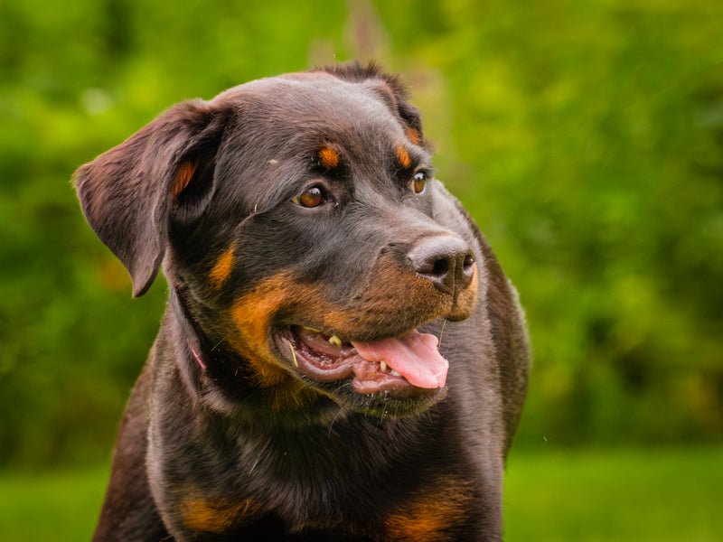 Spice Rottweiler Adopted Animatch