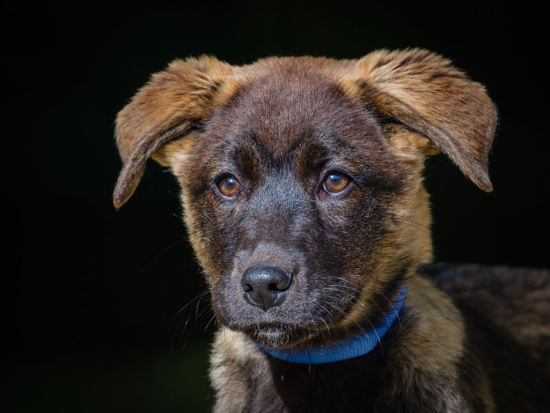 Fantasmagorique Labrador-x Adopté Animatch