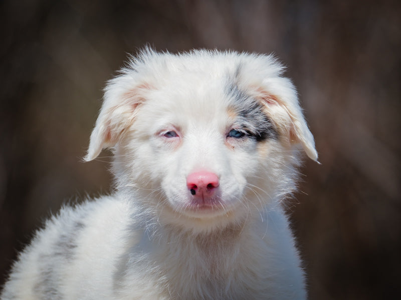 Sprite Australian Shepherd Available for Adoption Animatch