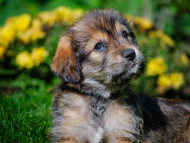 Squeak Lab-x Adopted Animatch