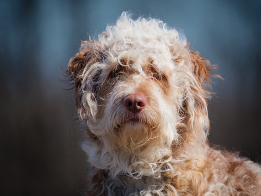 Staff (25048) a Goldendoodle Adopté on 24 April 2025