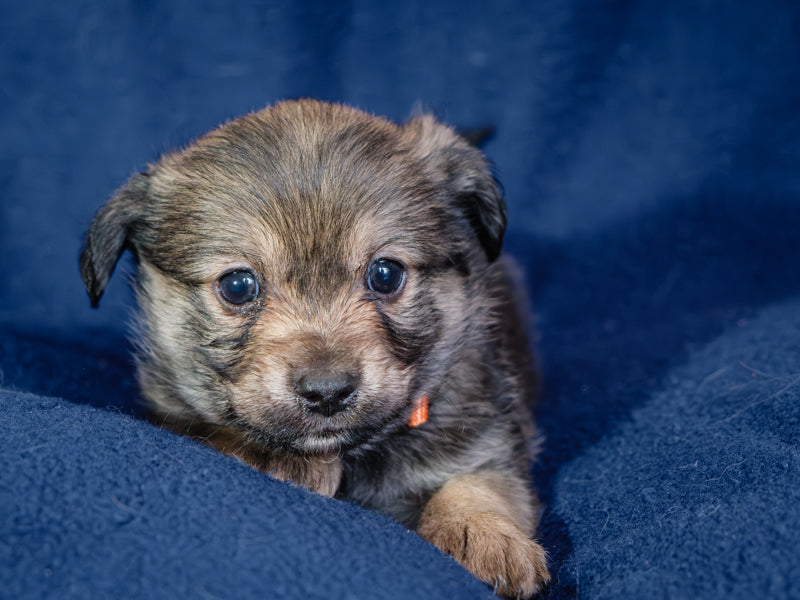 Stanford Yorkie-x Adopté Animatch