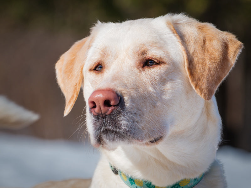 Star Labrador Available for Adoption Animatch