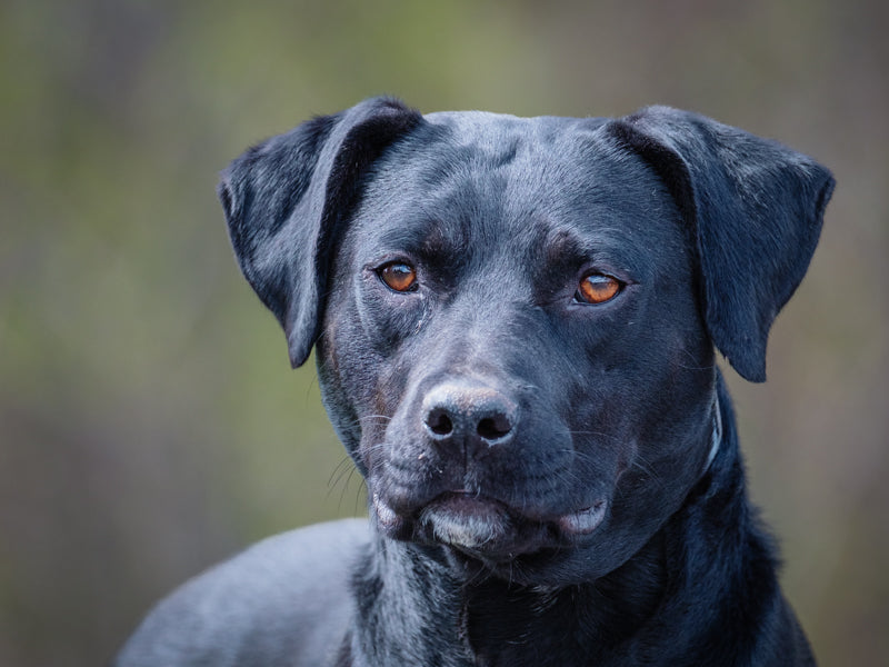 Stella Labrador-x Available for Adoption Animatch