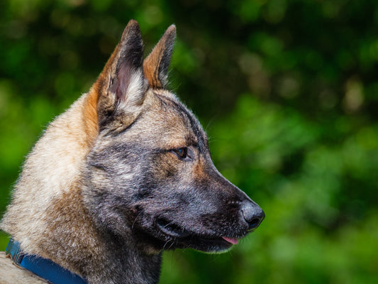 Steve Shepherd-x Available for Adoption Animatch