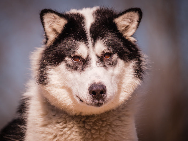 Storm Husky Adopted Animatch