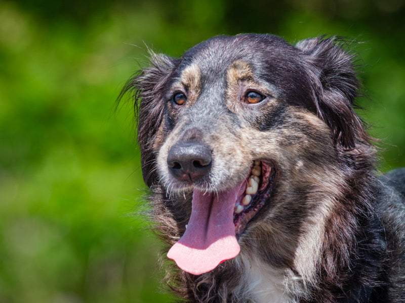 26124 Australian Shepherd-x Available for Adoption Animatch