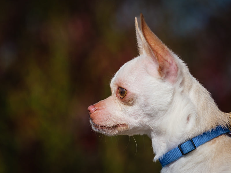 Stretch Chihuahua Adopted Animatch