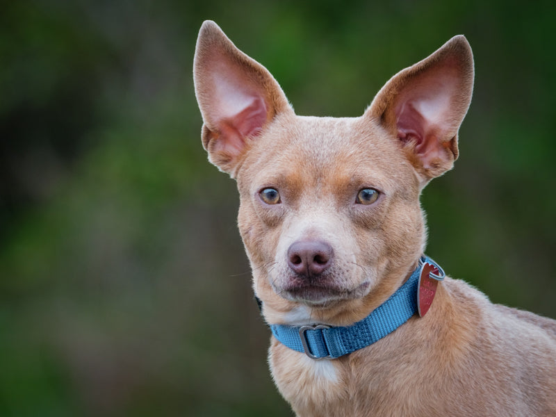 Stu Chihuahua x Available for Adoption Animatch
