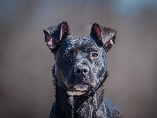 Sully (25037) a Mastiff-x Adopté on 11 May 2025