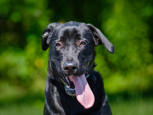 Sunkiss (26162) a Labrador croisé Adopté on  8 August 2026