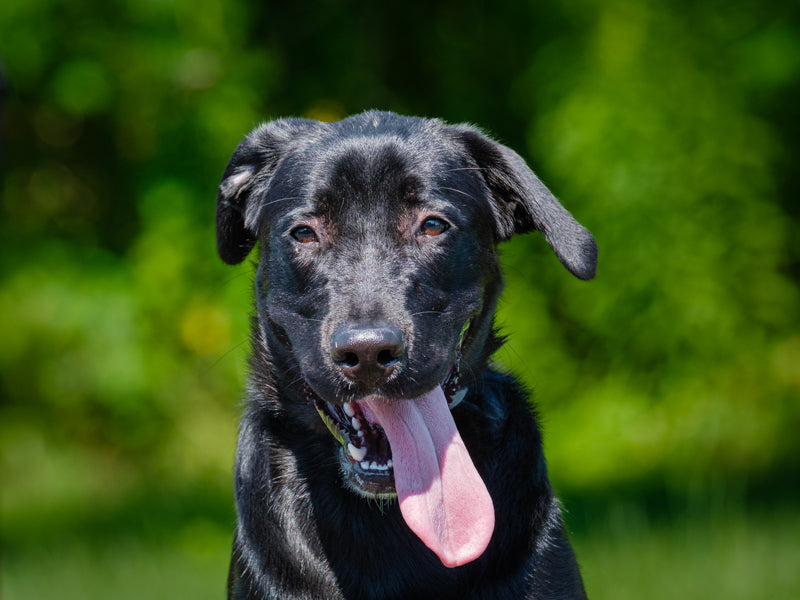 Sunkiss Labrador-x Available for Adoption Animatch