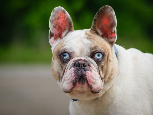 Sunny (25089) a Bouledogue français  Adopté on 13 July 2025