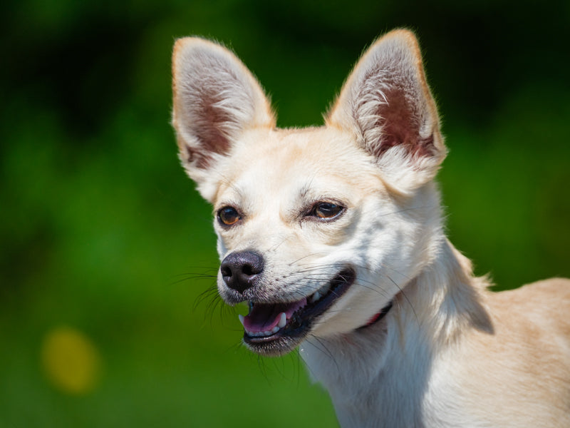 Sunrise Chihuahua Available for Adoption Animatch